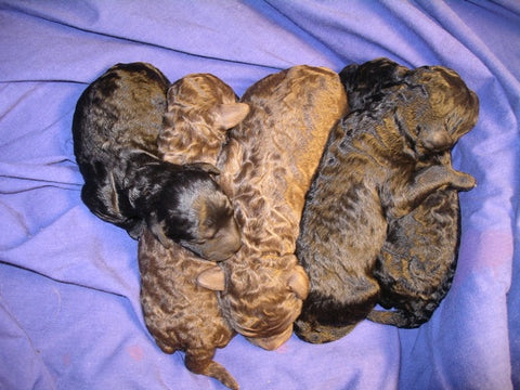 Pearl the dog's puppies - just born