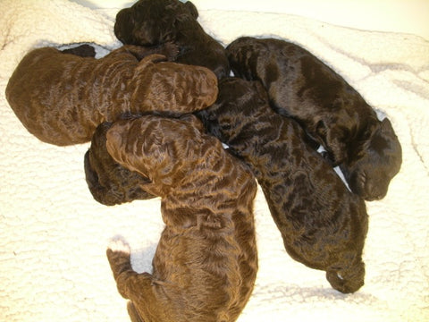 Pearl's puppy dogs at 10 days old