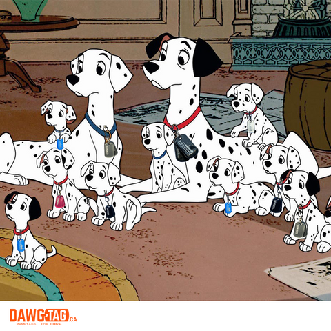 All 101 Dalmatians wear DawgTag