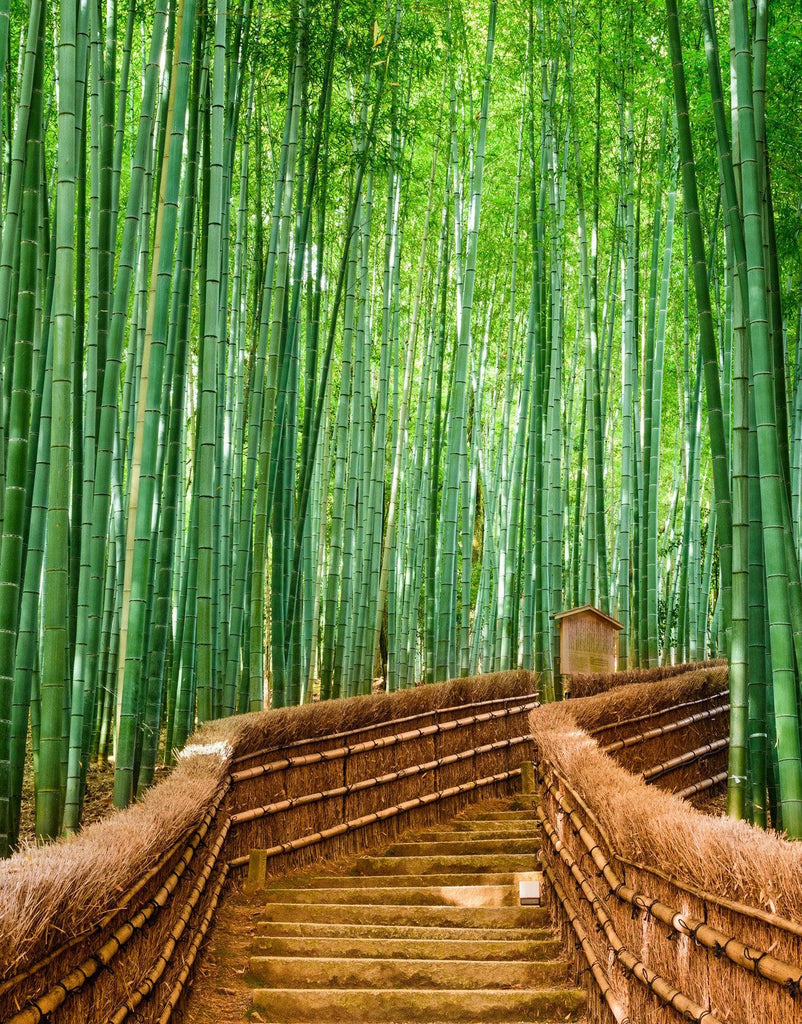  Bamboo Forest Wall Mural  6043