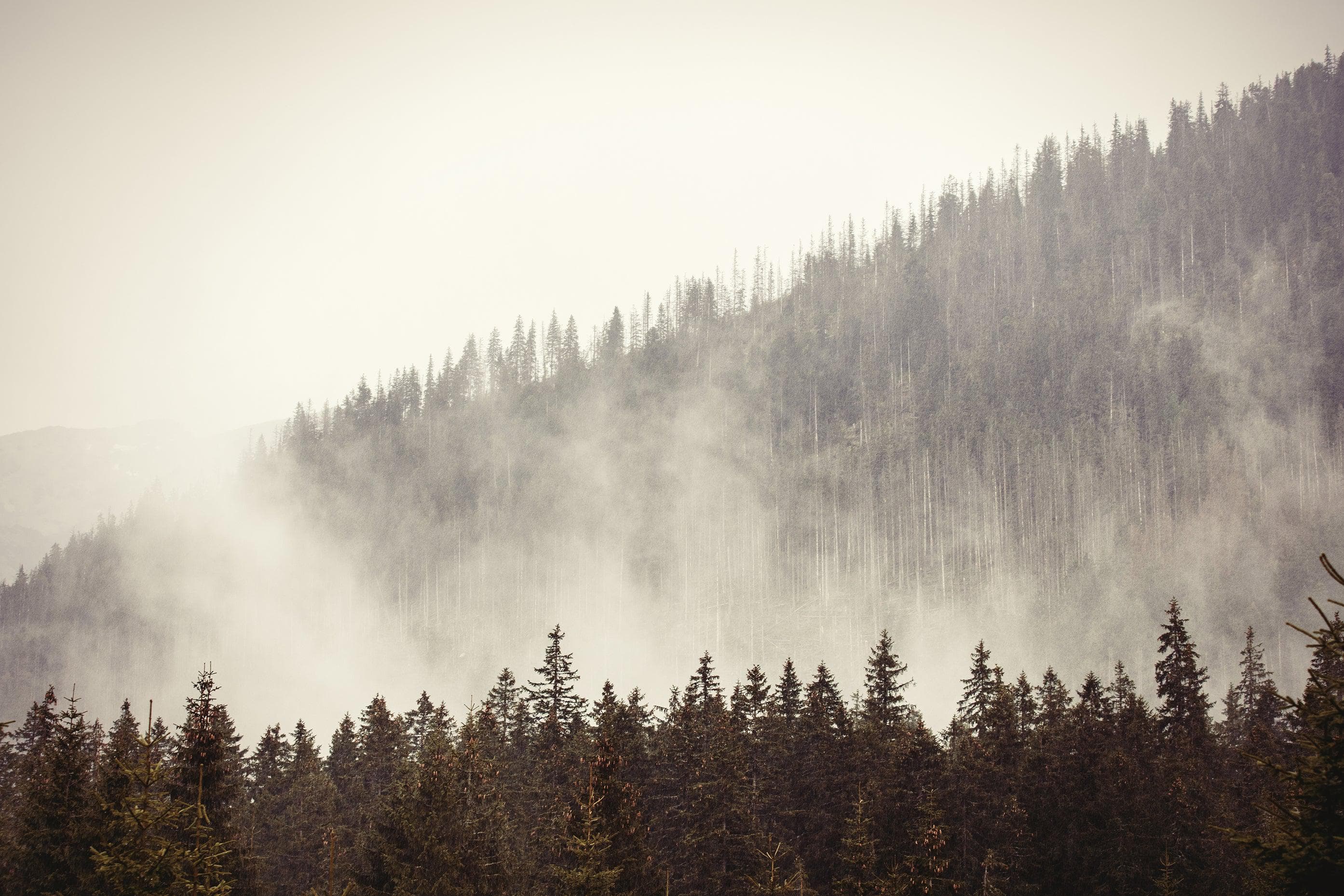 23 Foggy Forest Wallpapers - Wallpaperboat