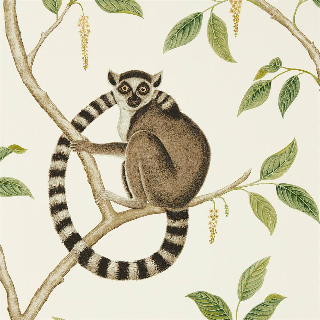 Lemurs Wallpapers  Wallpaper Cave