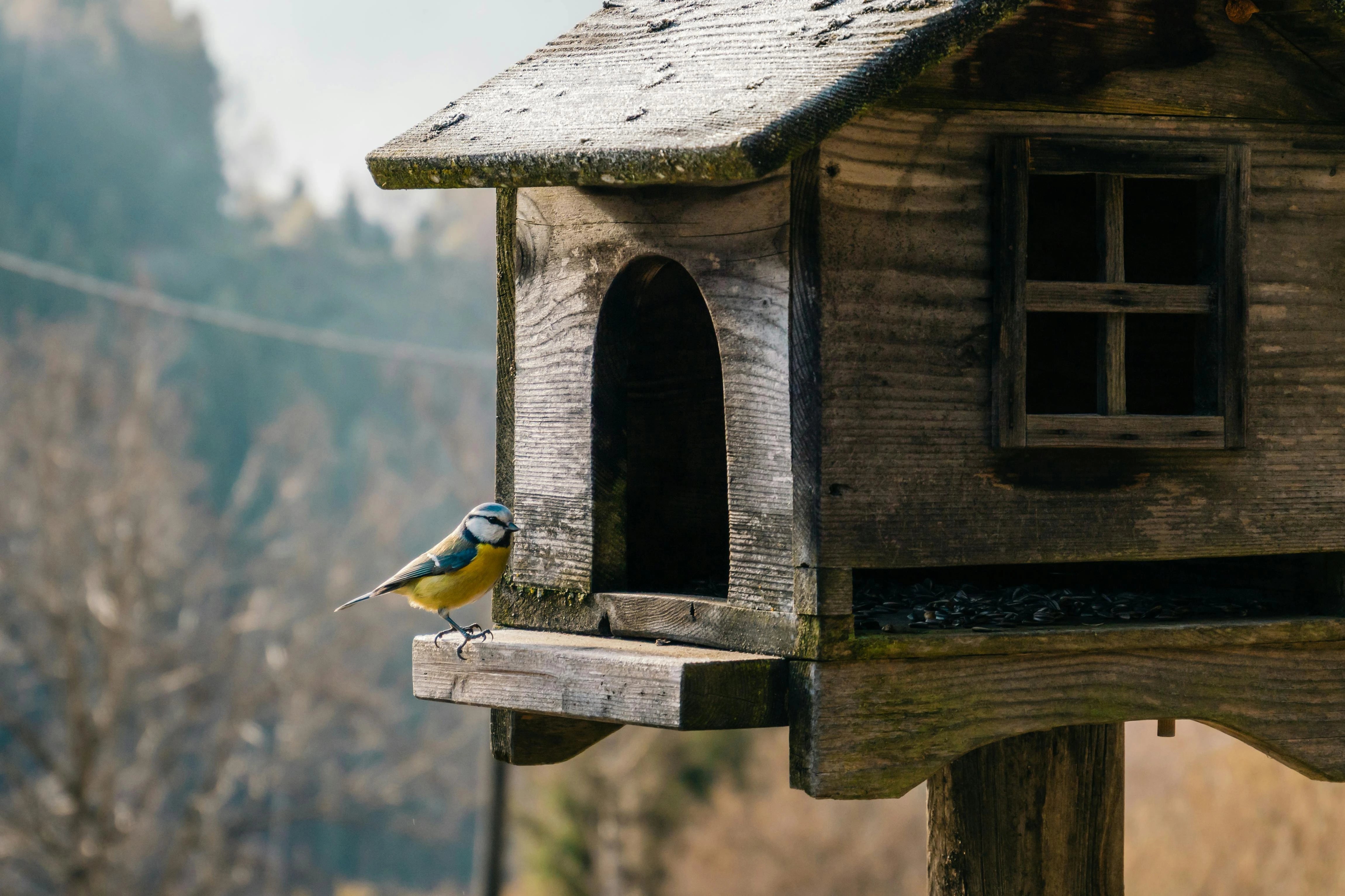 Tips for attracting birds to your garden