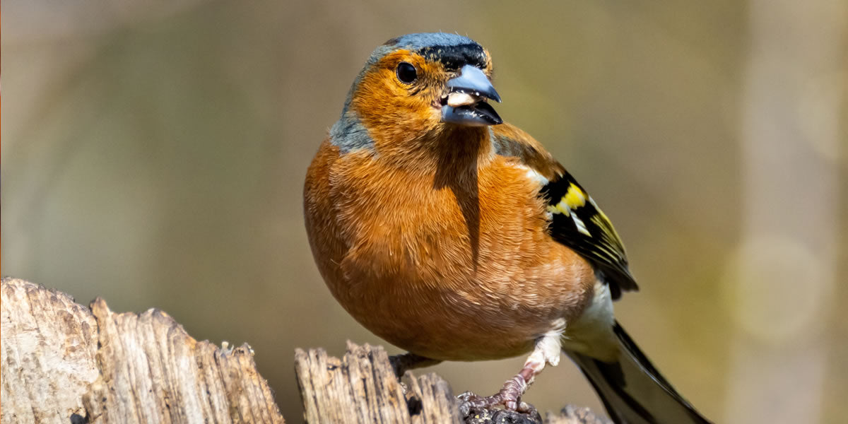 chaffinch