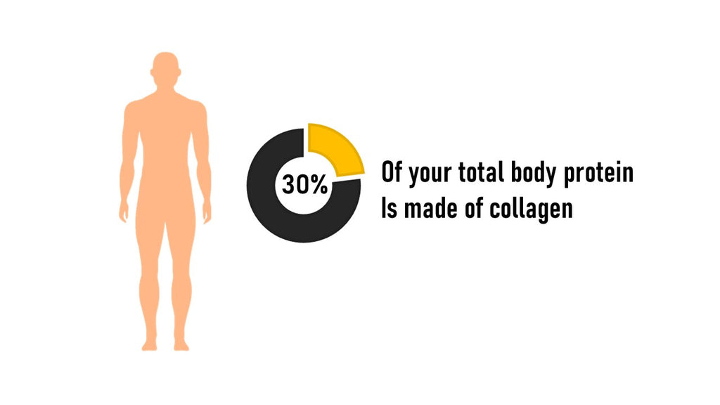 collagen Proportion