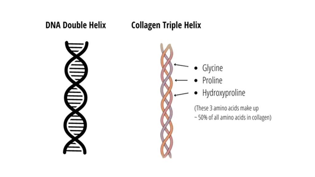 Collagen framework