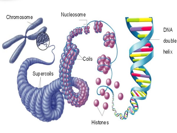 DNA is so long that it must be compacted into chromosomes so it can all ...