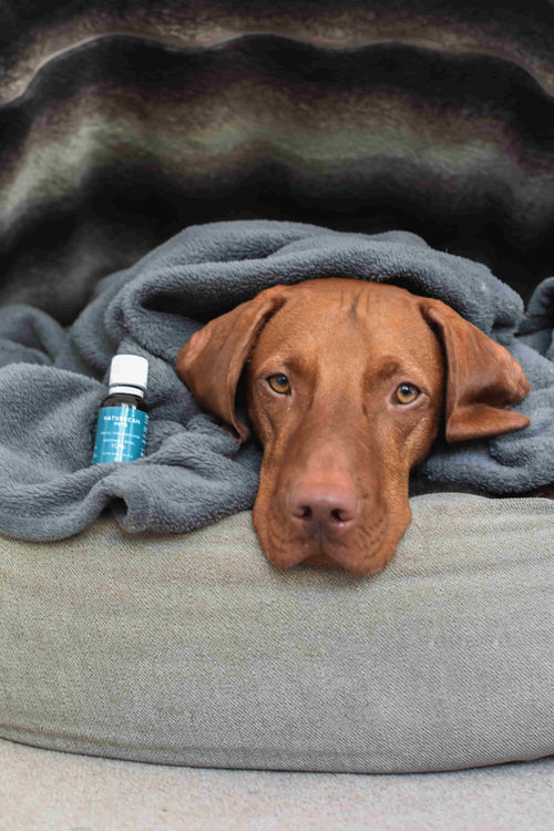 CBD Oil for Dogs