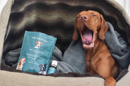 Dog Yawning with CBD oil for dogs