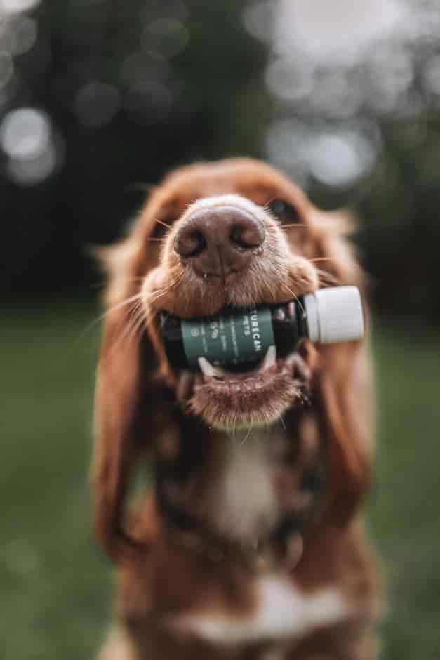 Cocker Spaniel with CBD oil for dogs