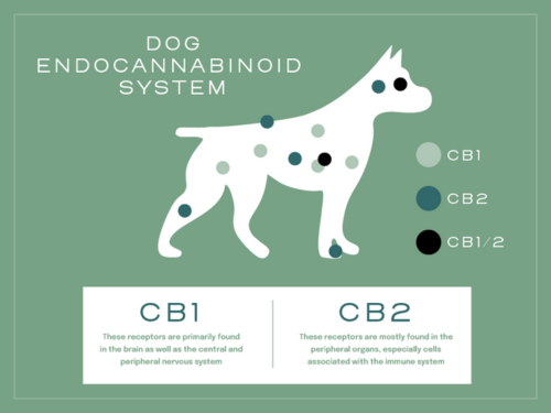 Dog Endocannabinoid System