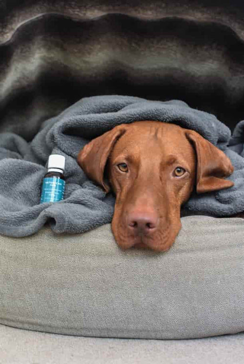 Hund schläft unter einer Decke