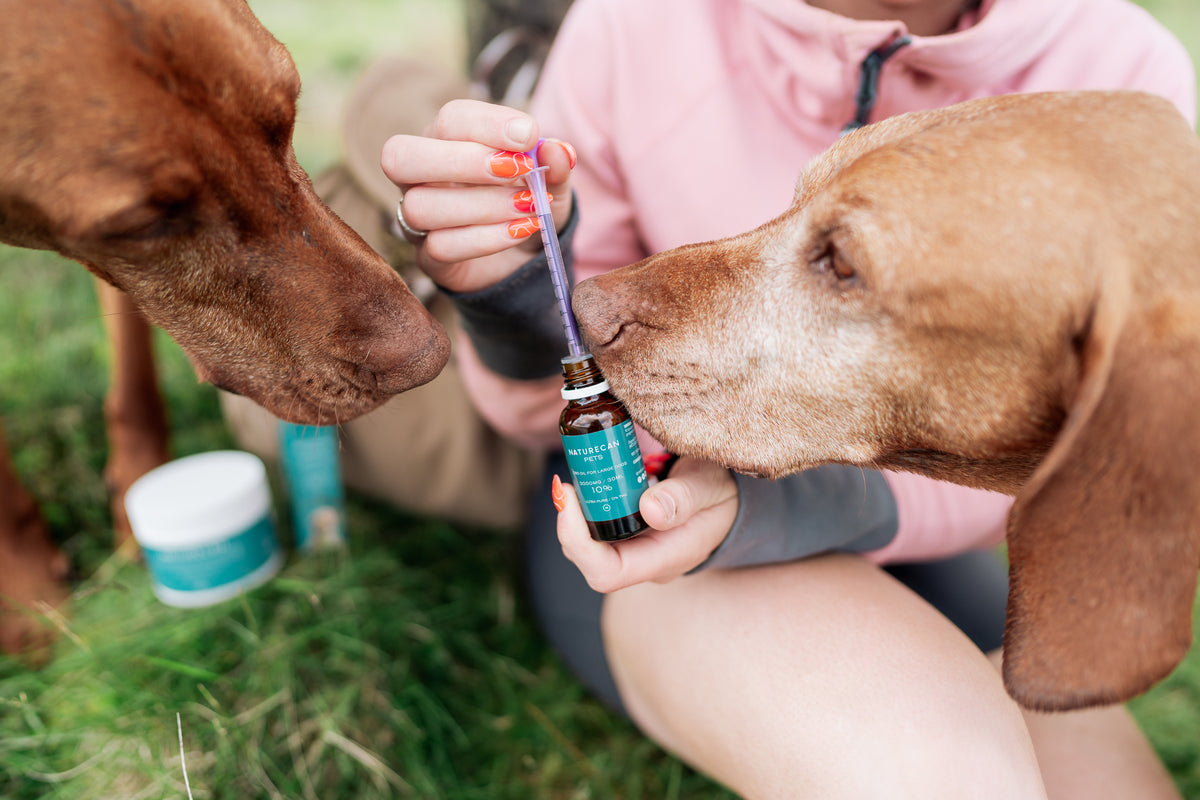 cbd oil for dogs 