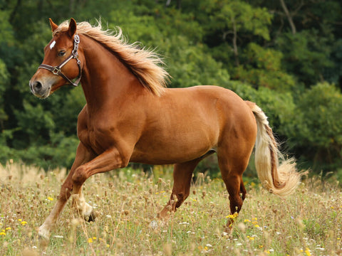 óleo de cbd para cavalos