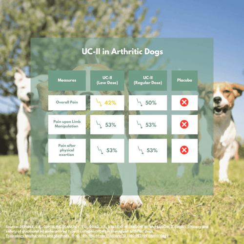Summary of study looking at UC-II for dog arthritis
