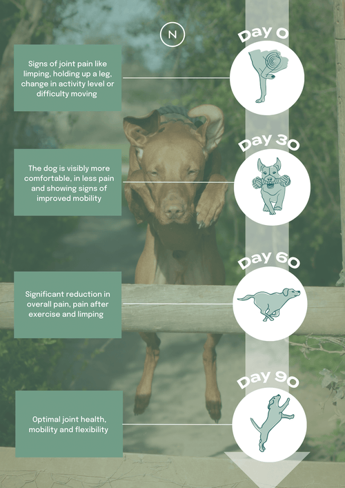How UC-II will help your dog