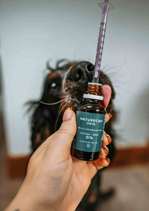 Dog given CBD oil for dogs with syringe