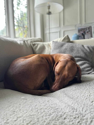 Vizsla curled up sleeping on a sofa