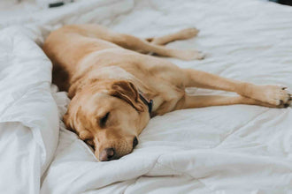 Auf der Seite schlafender Labrador