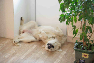 Golden retriever sleeping belly up with legs in the air