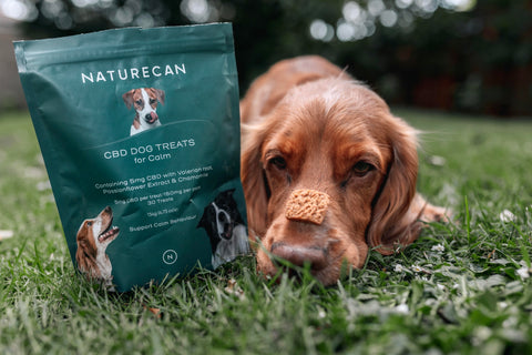 Cocker Spaniel laying down with CBD dog treat on his nose