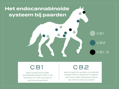 endocannabinoïde systeem paard