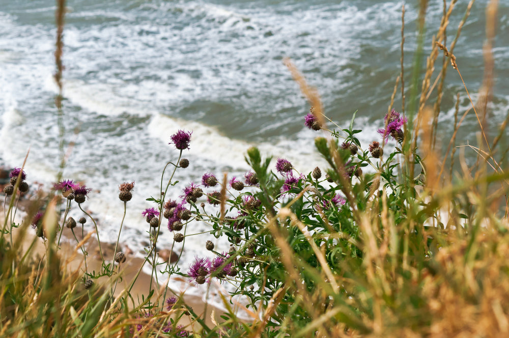 milk thistle on the beach