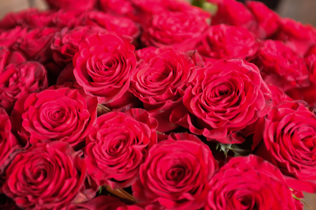 Open Cut Roses Best Quality Roses Delivered In Lexington Ky