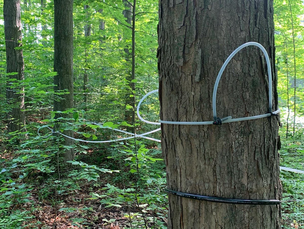 Maple syrup farming