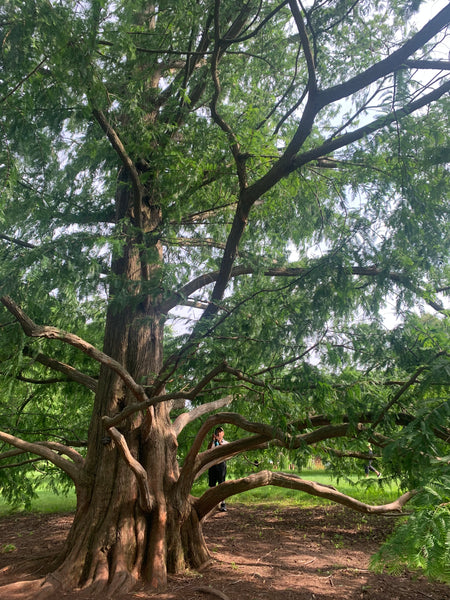 Ancient evergreen tree