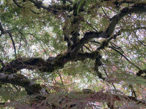 Japanese maples each tell a different story