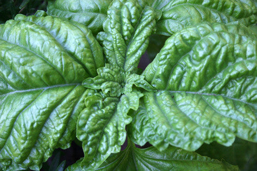 Ocimum Basilicum Lettuce Leaf Lettuce Leaf Basil