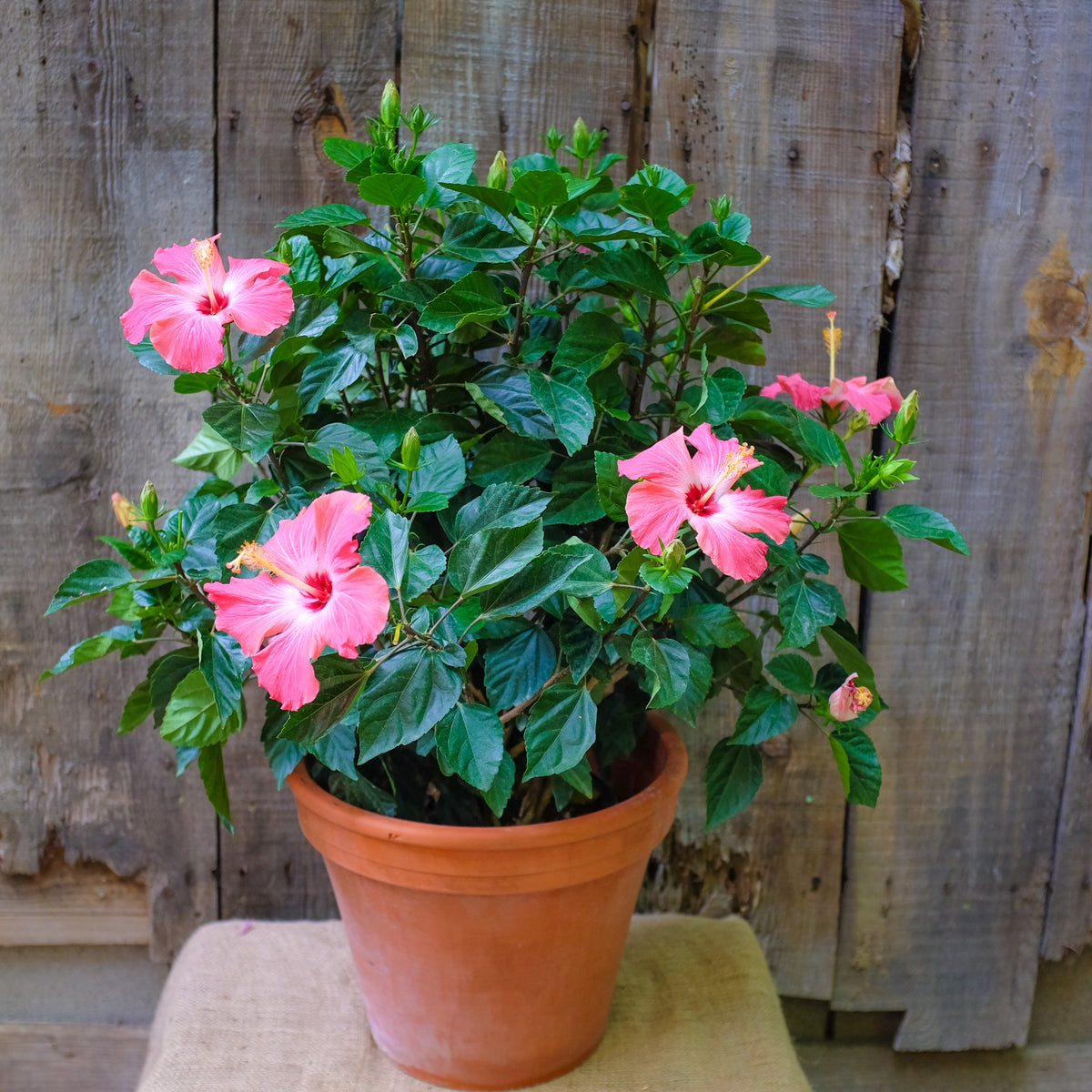 Blooming Tropical Hibiscus Plant l Michlers Florist l Lexinton KY