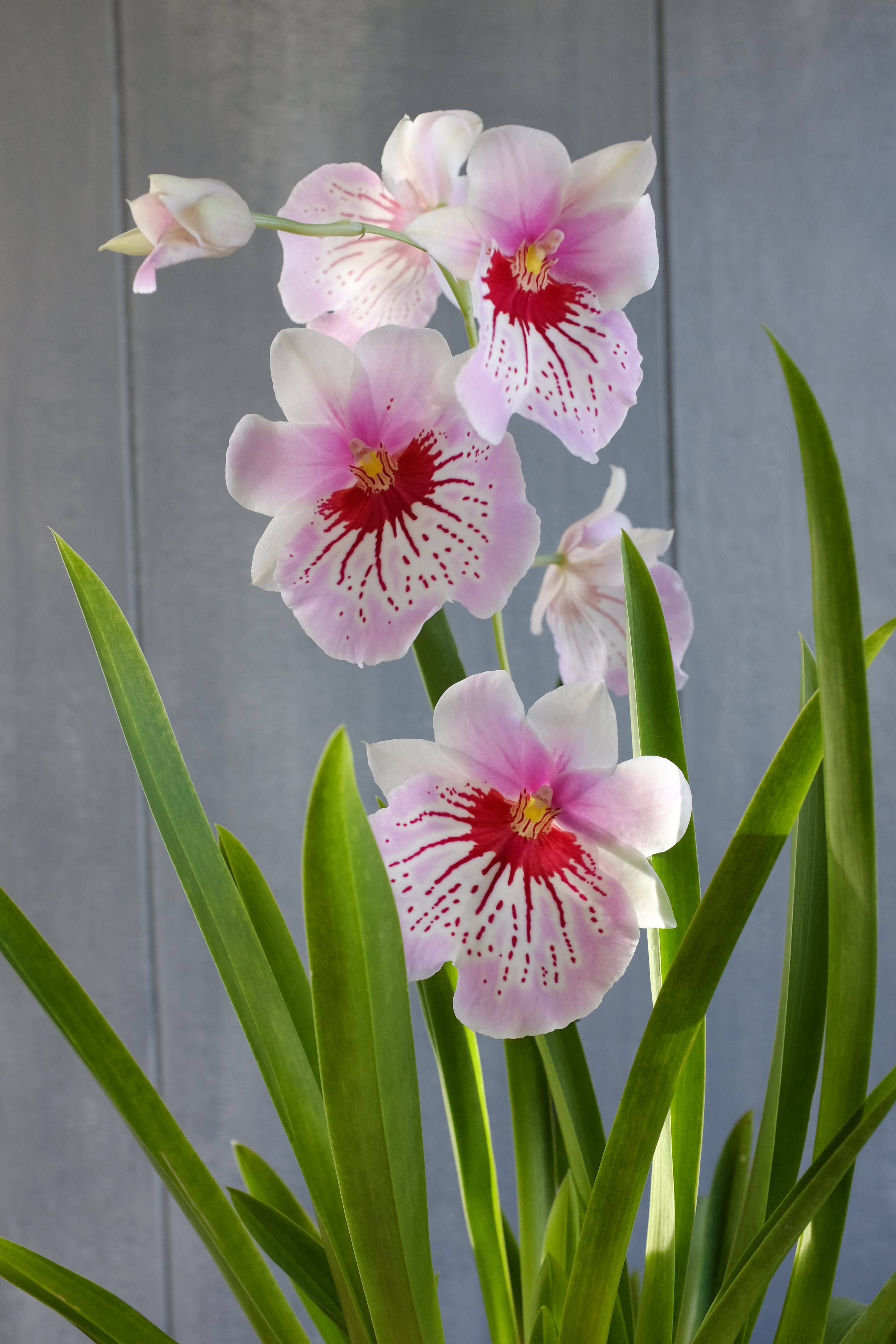 Exotic Orchid Plants Lexington Ky Michler S Florist