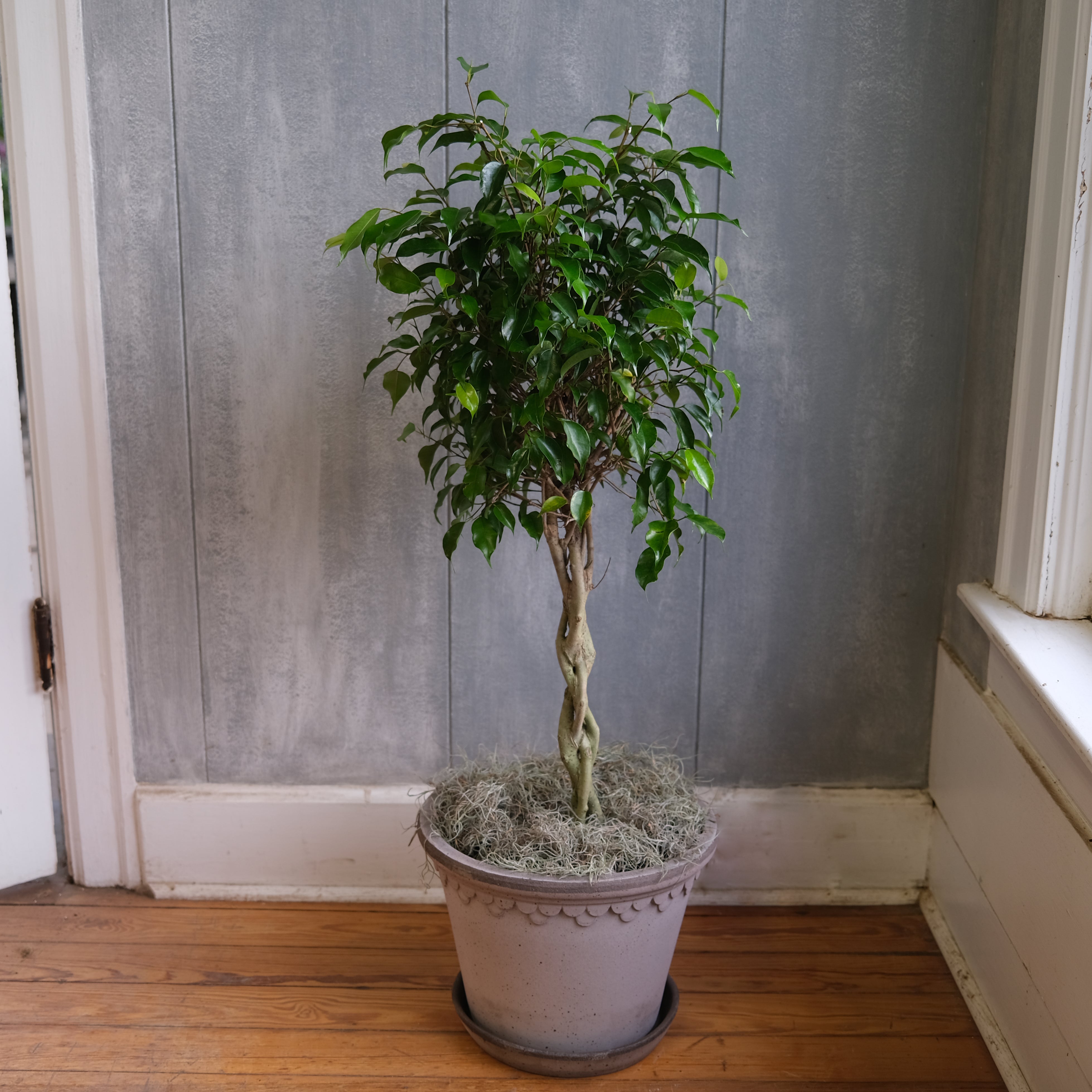 Ficus benjamina | KY | Michler's Florist