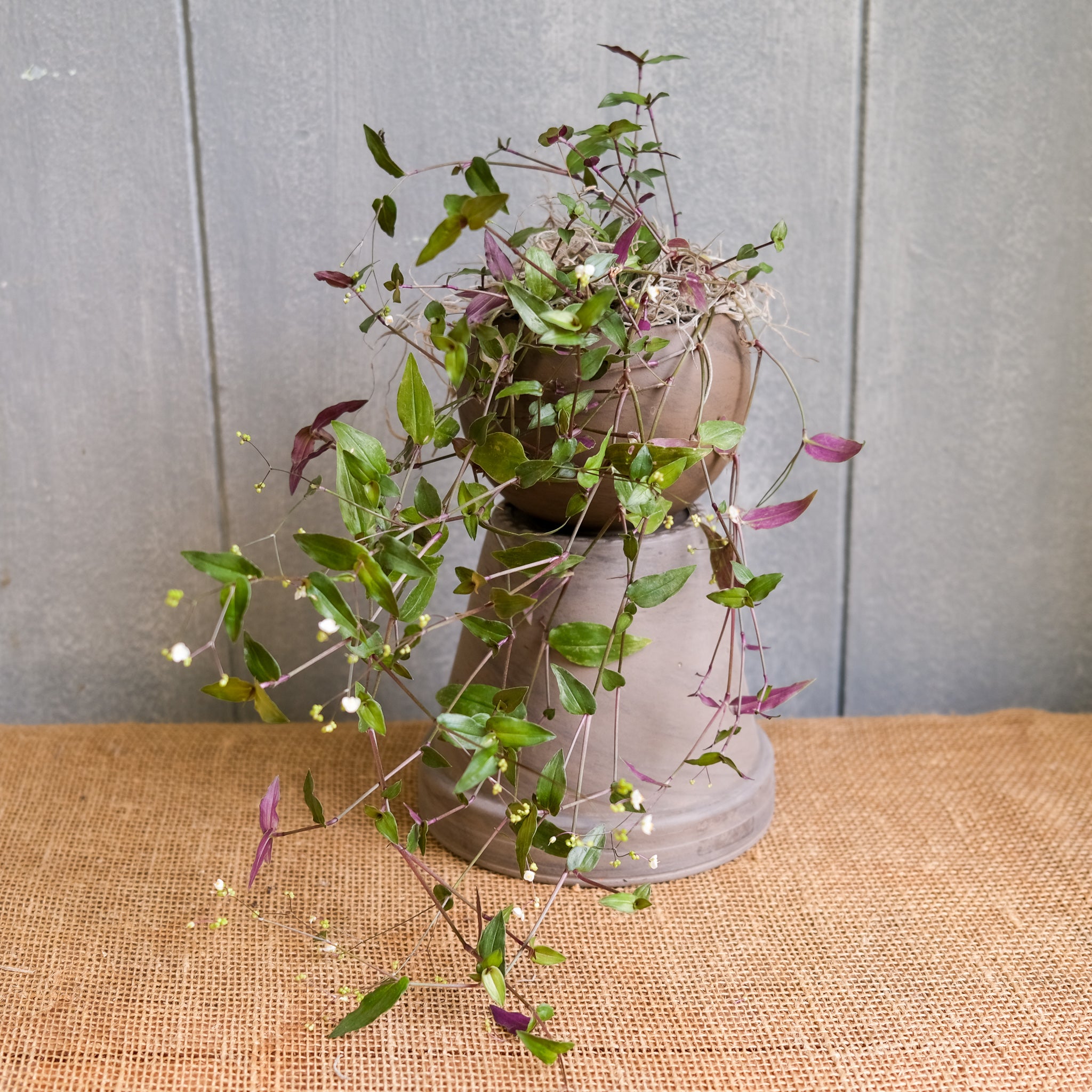 Tahitian Bridal Veil Tradescantia Multiflora