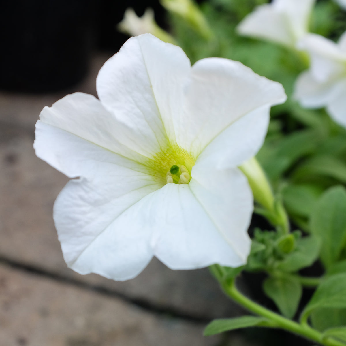 Petunia 'Easy Wave White'