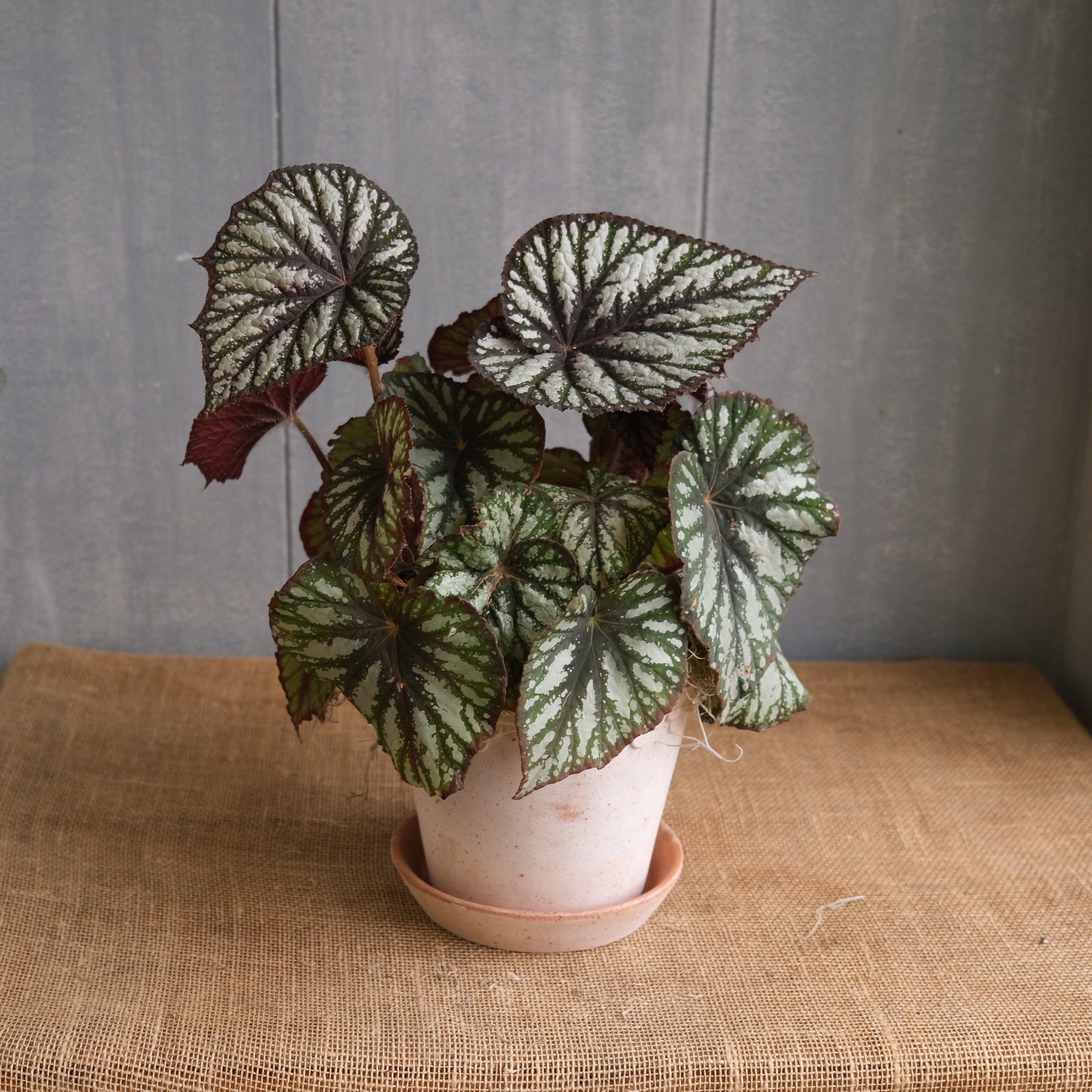 Begonia - Rex l Lexington, KY | Michler's Florist