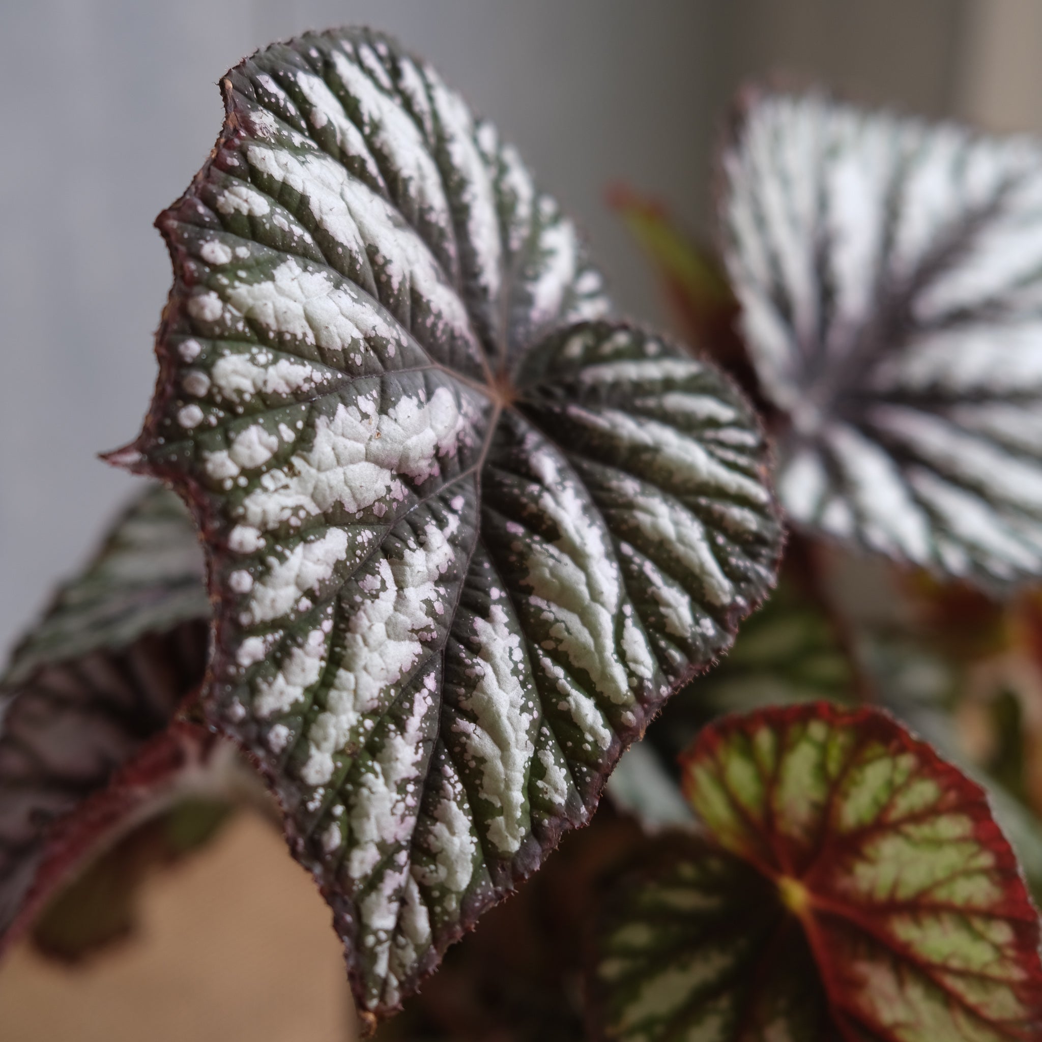 Begonia - Rex l Lexington, KY | Michler's Florist