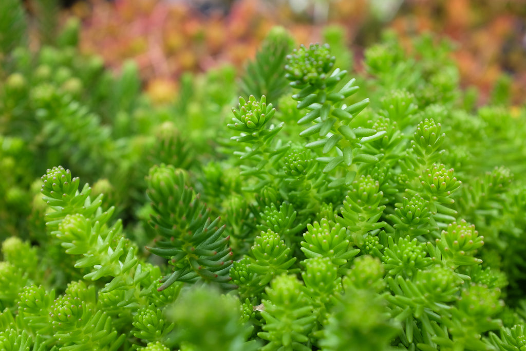 sedum-tasteless-stonecrop