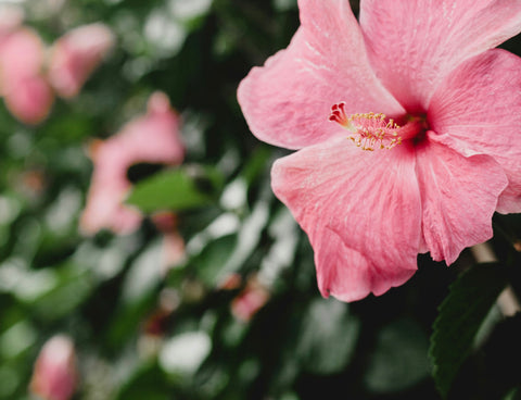 Pink hibiscus with green foliage in background