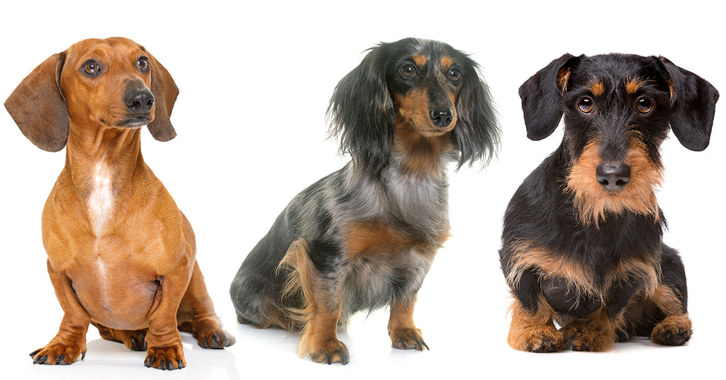 Image depicting a smooth-coated dachshund, a long-haired dachshund, and a wire-haired dachshund.