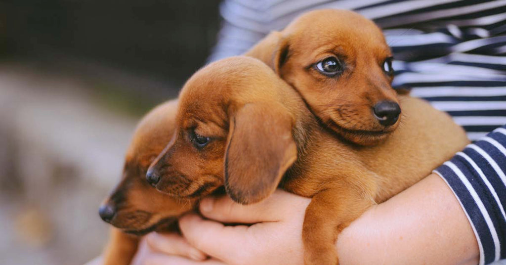 Three Dachshund puppies held by a person.