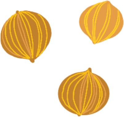 Illustration of a few coriander seeds