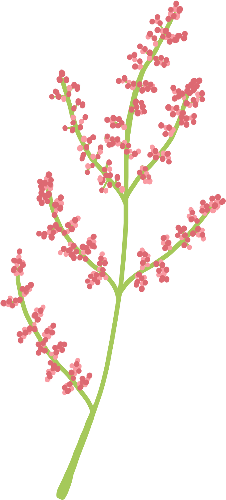 illustration of whole spice Wild Heimang Sumac