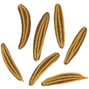 illustration of whole spice Jodhana Cumin