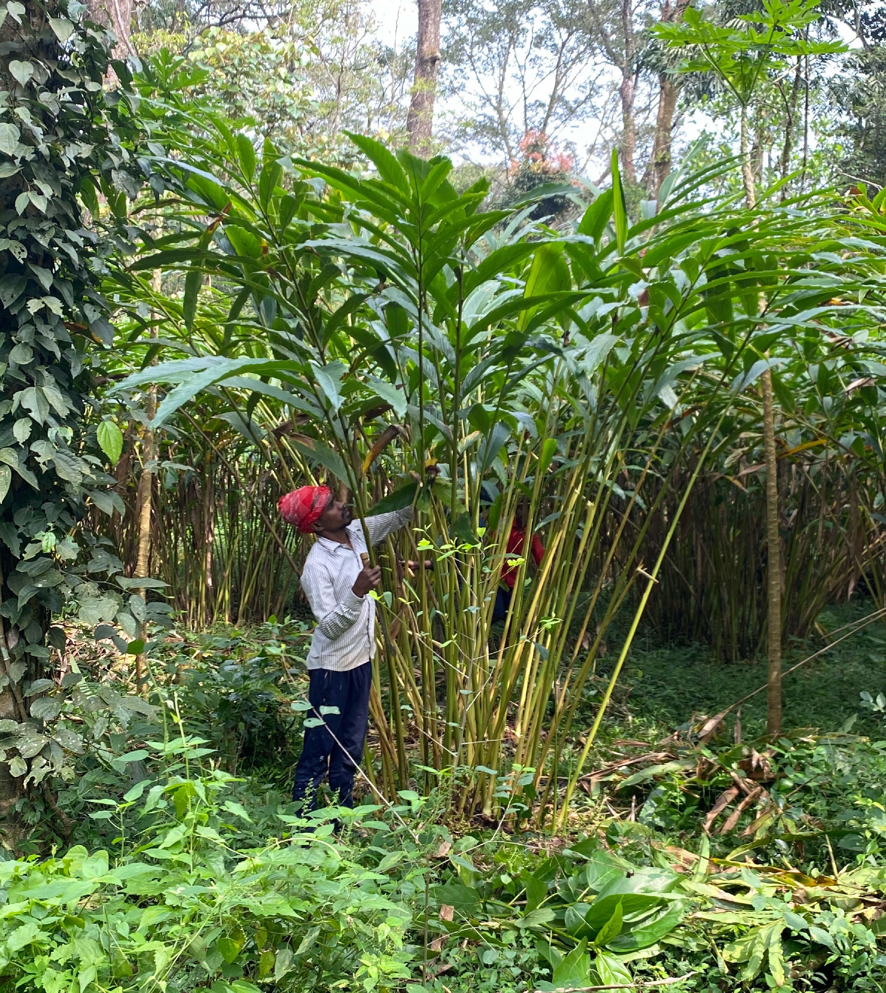 Farmworker on the Baraka Cardamom farm