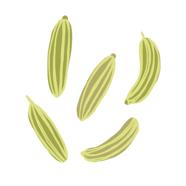 illustration of whole spice Hariyali Fennel