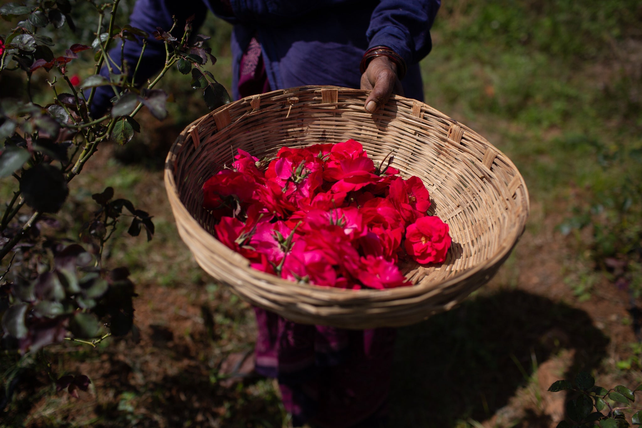 ORGANIC HERBS SUN DRIED ROSE PETALS - Price in India, Buy ORGANIC