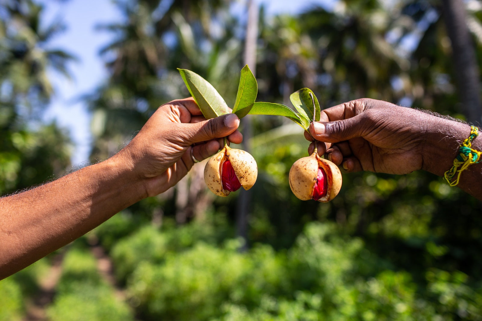 Two hands holding out nutmeg-mace seed pods (like bells hanging from the leaves)